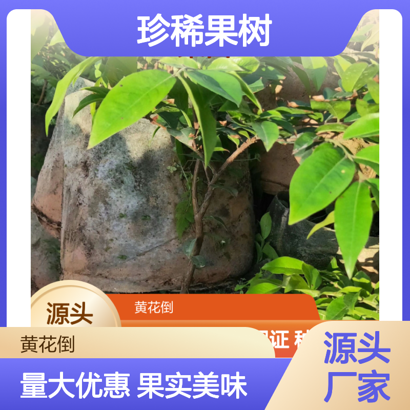 嘉宝果苗 珍稀果树 四季结果 常绿美观易种植 适应性强
