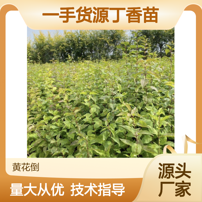 一手货源丁香苗 种植技术指导 园林优选 质地坚实