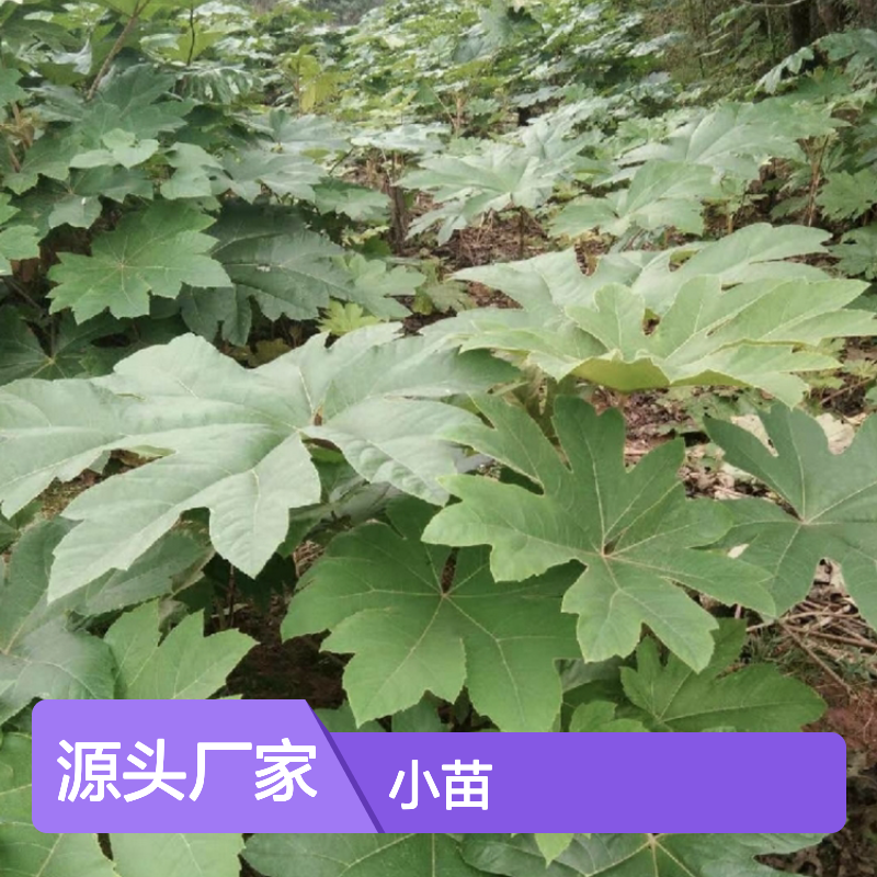 离南小苗 百亩主产区直供 常绿灌木 管理简便 适应性强
