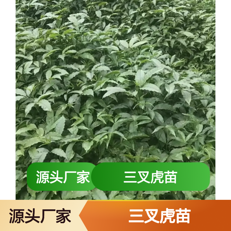 三叉虎苗 批发供应 园林植物常绿灌木 生长旺盛