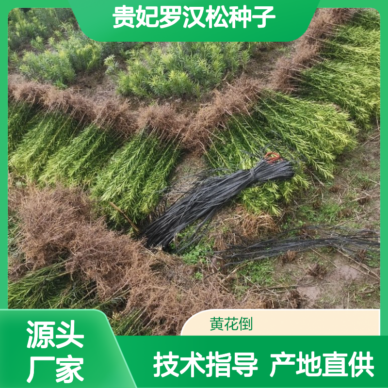 精选过筛贵妃罗汉松种子 产地直供免费技术指导