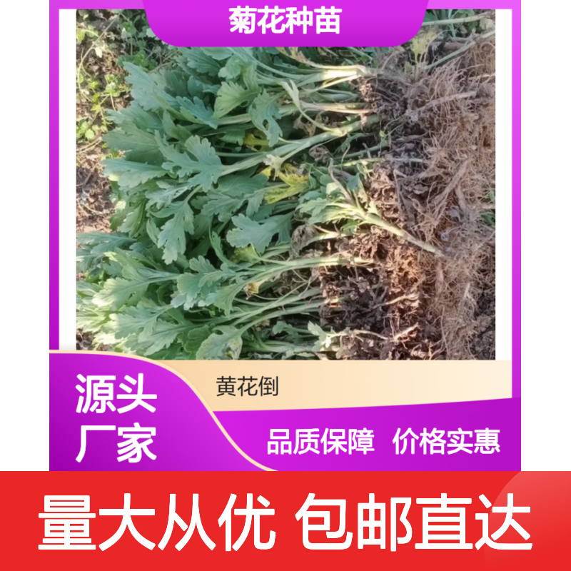 菊花种苗基地直供 多年生宿根草本名花四君子