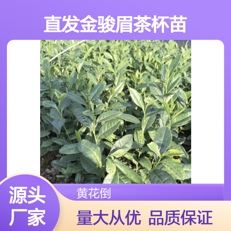 产地直发金骏眉茶杯苗 品种齐全质量保证根系发达种植好管理