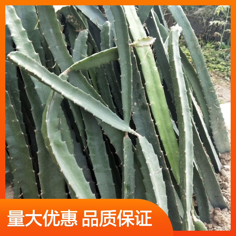 红肉火龙果树苗 批发种植优选 高产栽培 枝繁叶茂