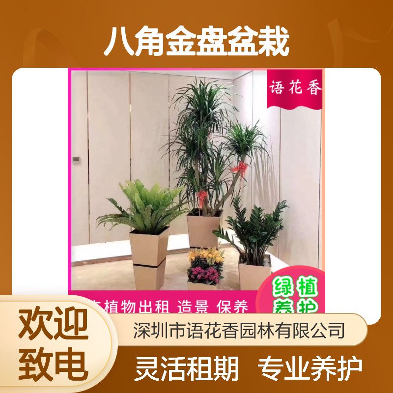 绿植盆栽组合租赁 八角金盘铜钱草 长期短期租摆服务齐全