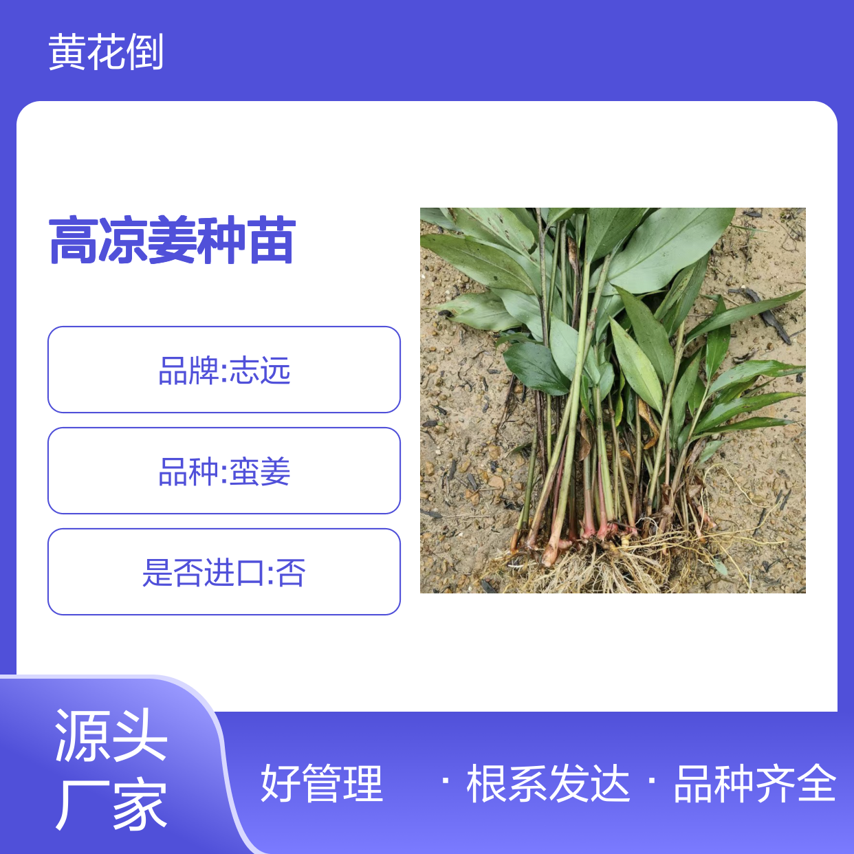 产地直供高凉姜种苗 品种齐全质量保证根系发达种植好管理