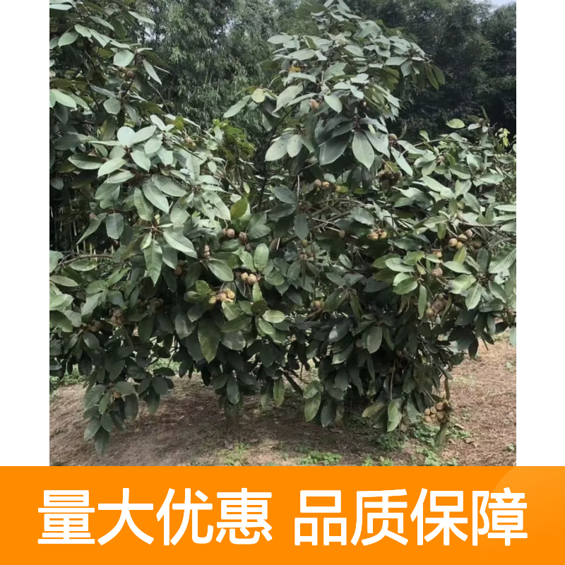 嫁接风流果树苗 优质品种 生长迅速 抗病虫害 产量稳定