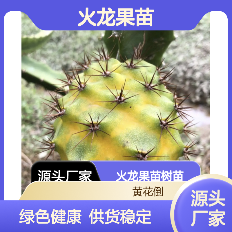 火龙果苗树苗 基地直供 四季种植 高营养 绿色健康