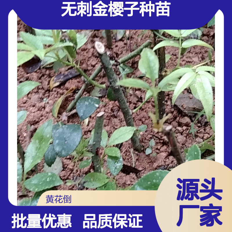无刺金樱子种苗 批发供应 百亩种植区直供 成活率高
