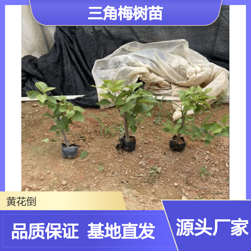 三角梅种植园 优质三角梅树苗 基地直供 生长迅速