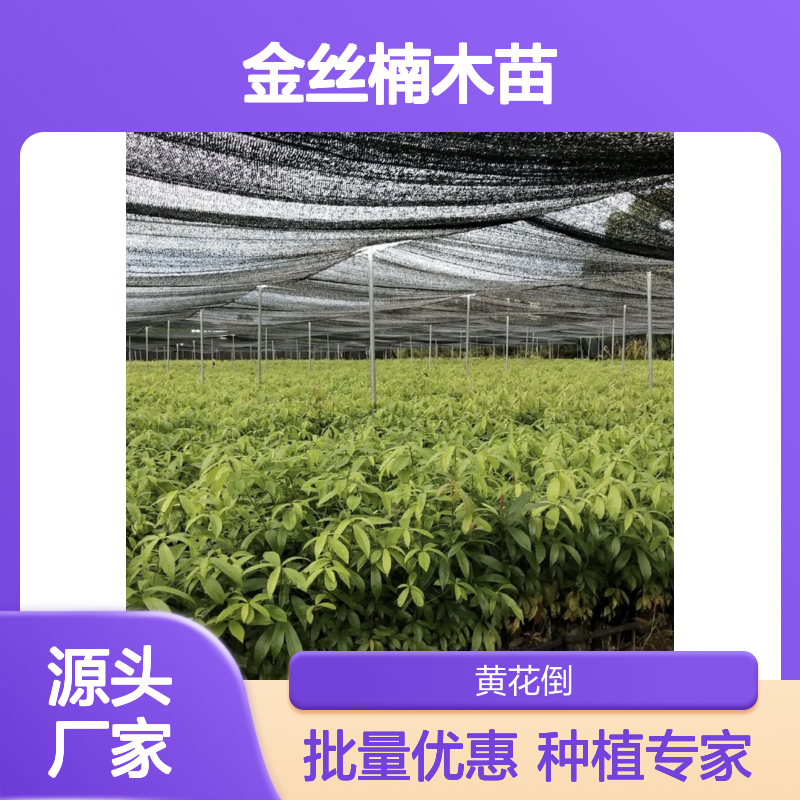 金丝楠木苗 批发种植园直供 防虫防腐 不易变形