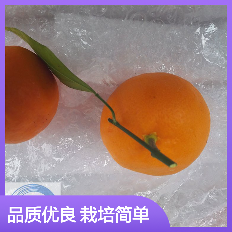 正宗一年生晴姬橘苗 日本柑橘新品种 杂柑品种介绍