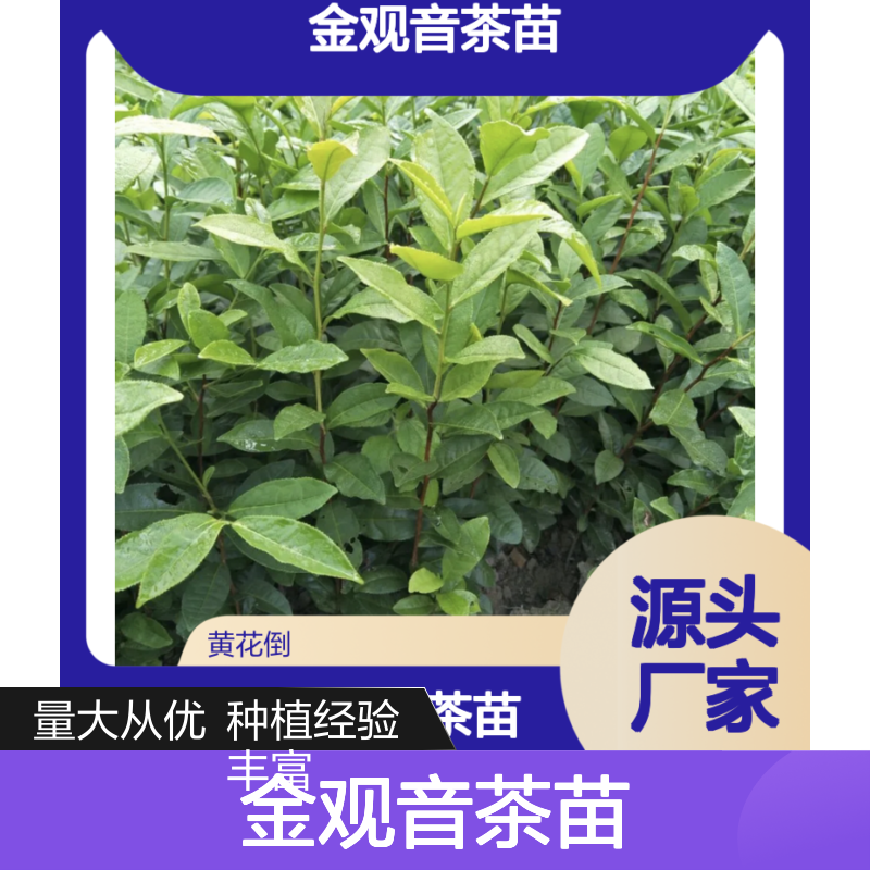 金观音茶苗 百亩基地直供 优质精选 茶园种植 口感独特