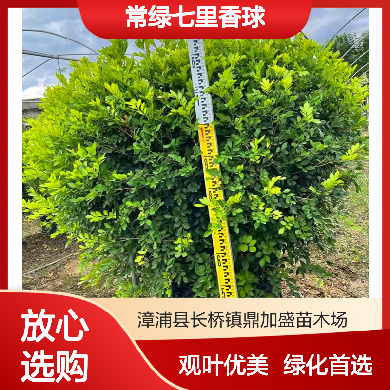 鼎加盛 漳 州产常绿七里香球 20cm土球观叶灌丛 露地栽培道路绿化用