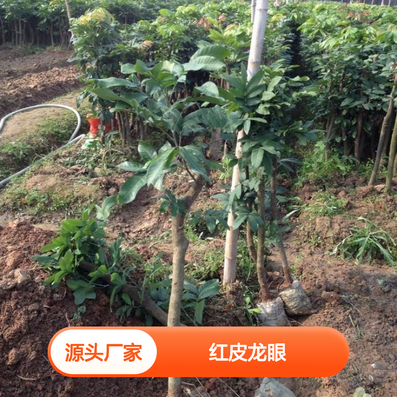 红皮龙眼实生苗 专线直达送货 成活率高 果大质优