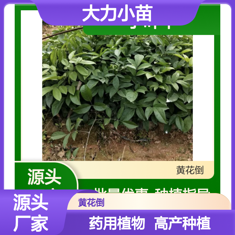 小叶牛大力小苗 基地直供药用植物 质优高产 科学管理