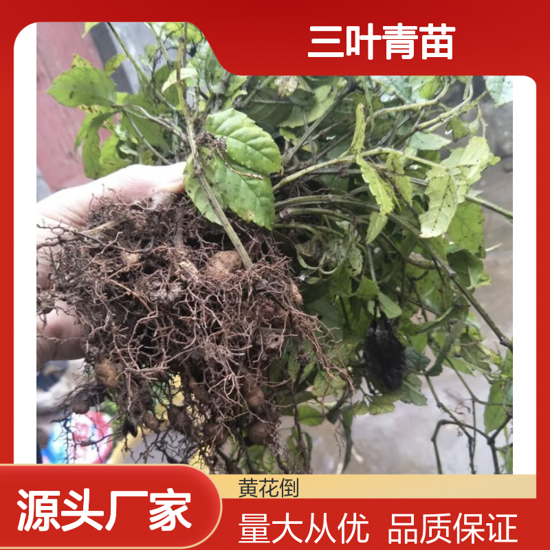三叶青苗 批发供应 园林植物常绿灌木 生长旺盛