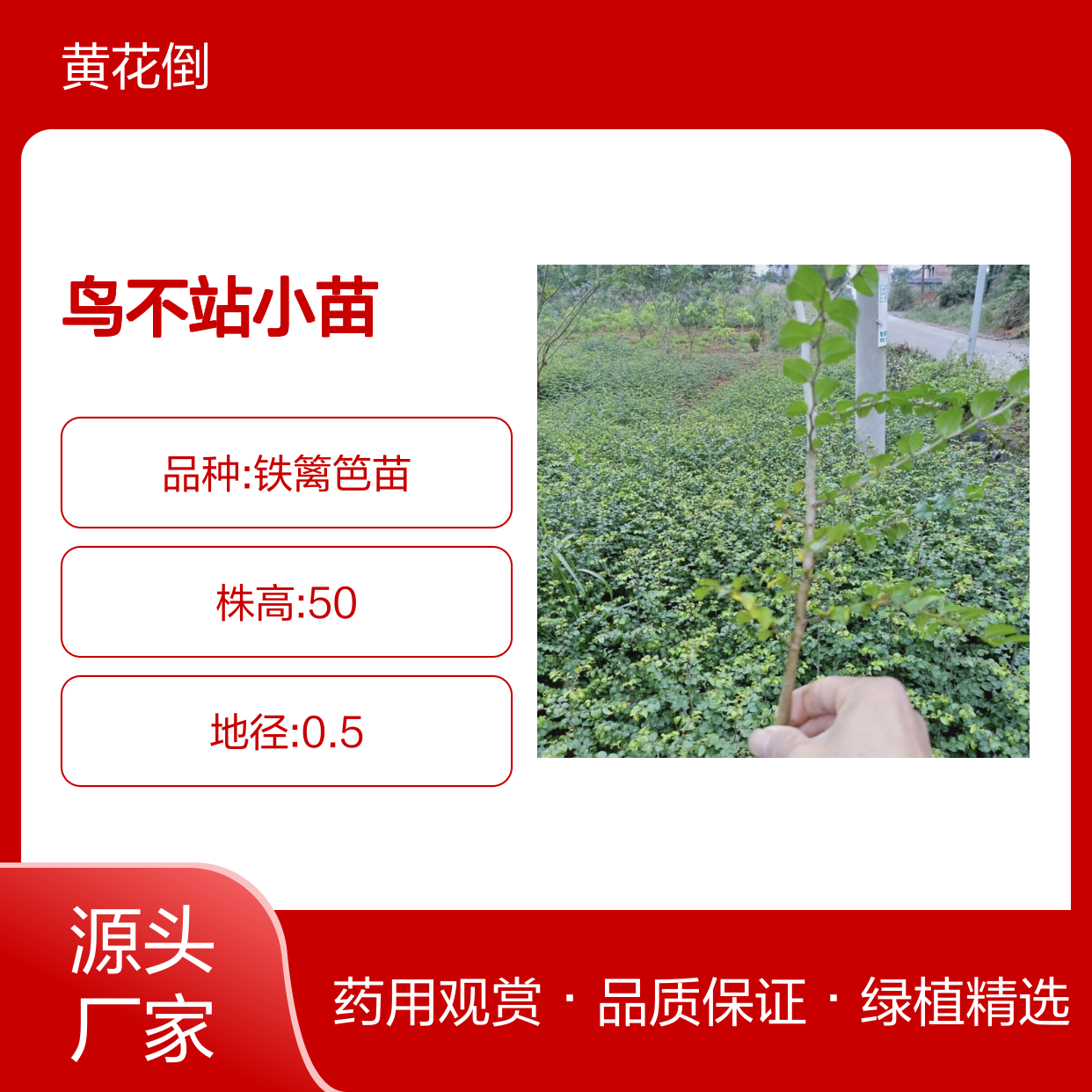 鸟不站小苗 灌木绿植园艺优选 易于栽培 观赏性强
