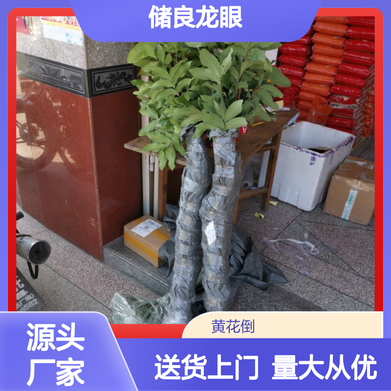 储良龙眼直生苗 果园种植优选 早产丰产 抗风性强