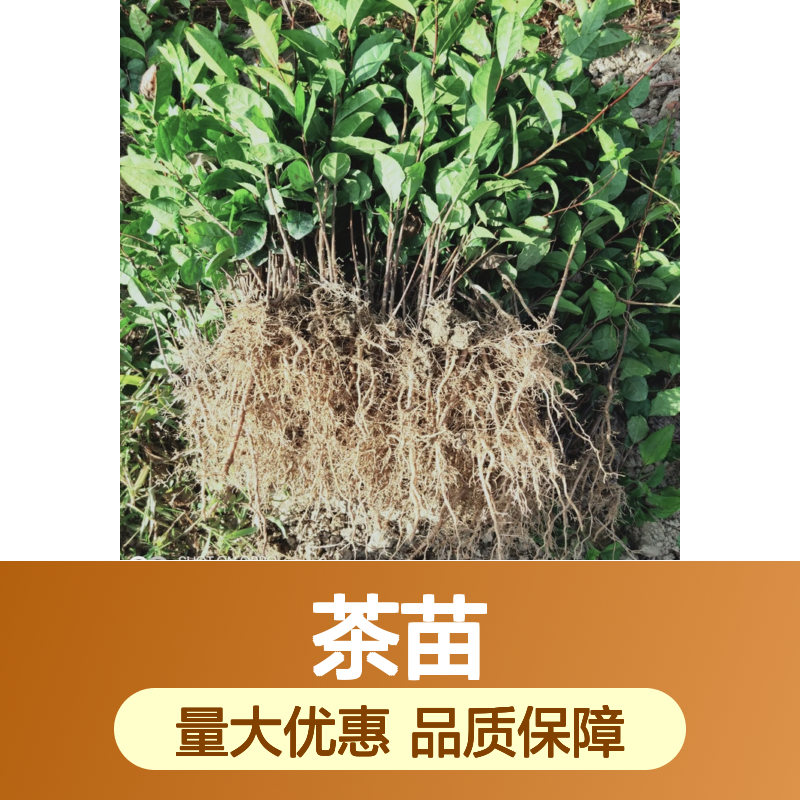 瑞香305茶苗 批发优选 高成活率 基地直供 种植专业