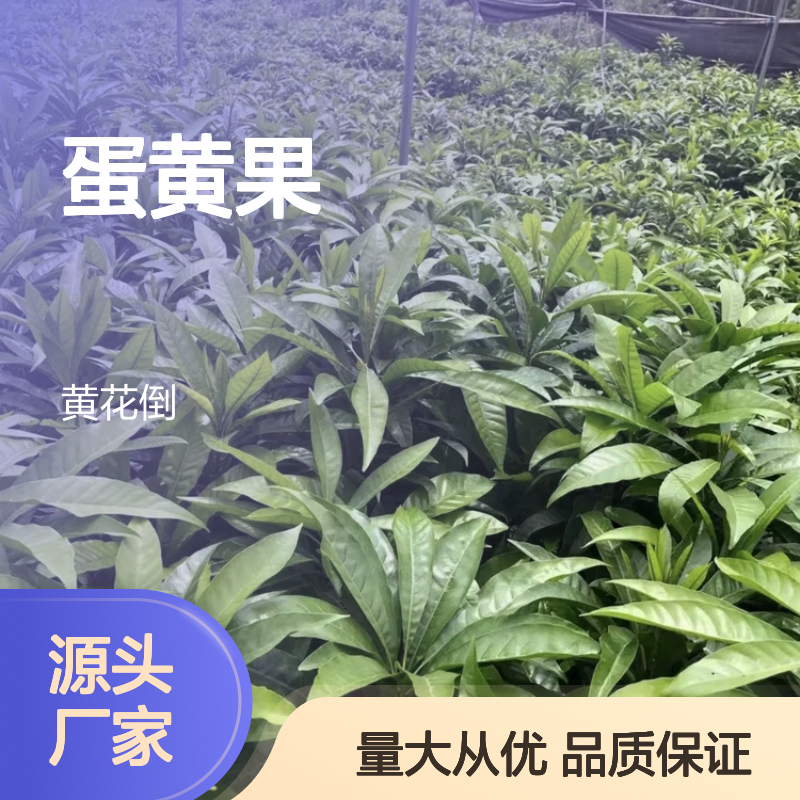 耀堂仙桃苗 蛋黄果种植区优质批发 超大个头 特殊香气