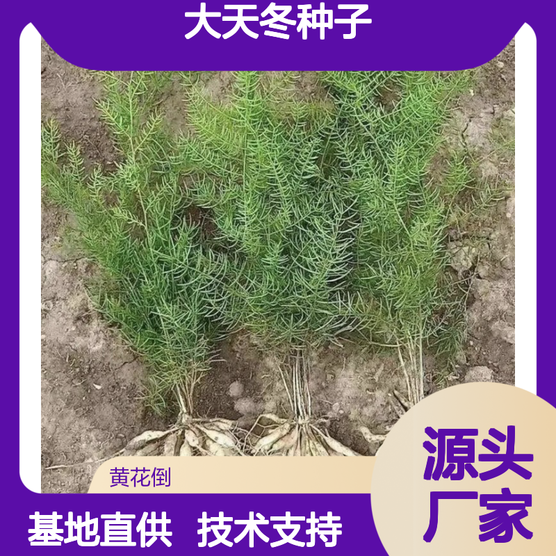 当年新采大天冬种子 基地直供技术指导 售后完善