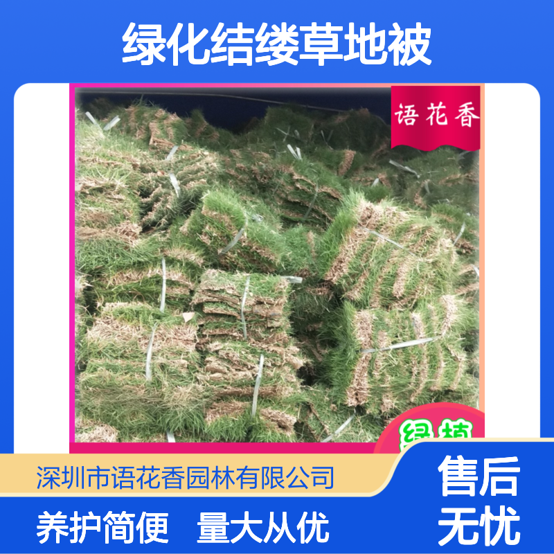 马尼拉草草坪 矮生百慕大草 高速公路绿化结缕草 四季常绿地被