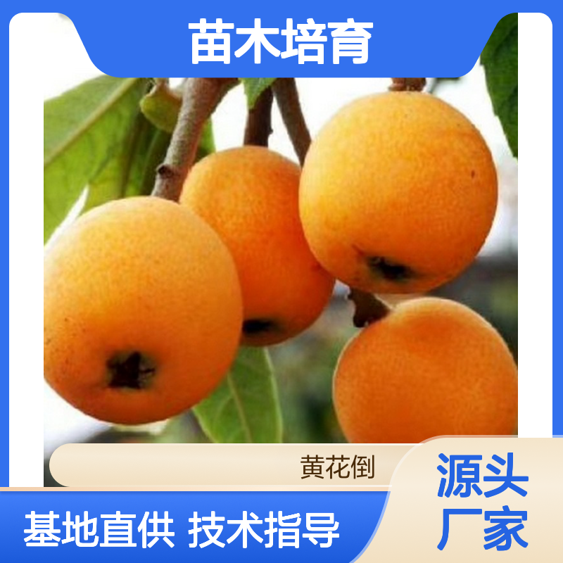 基地直供 长虹枇杷芽苗 全程技术指导 十几年苗木培育经验