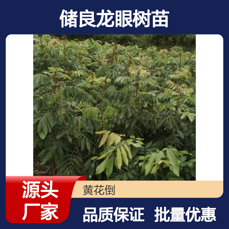 储良龙眼树苗 优质果树苗木 批发供应 高产稳产