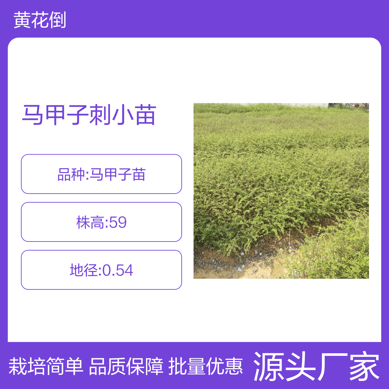 马甲子刺小苗 灌木植物易栽培 基地直供 品质优良
