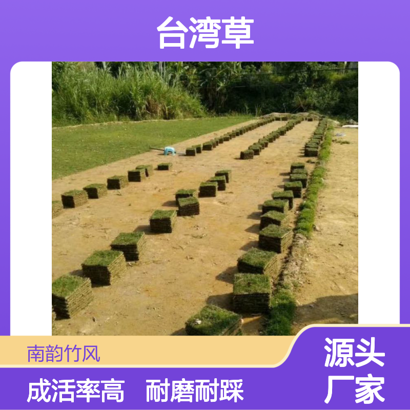 优质台湾草 施工养护专家 精细管理 技术娴熟 南韵竹风