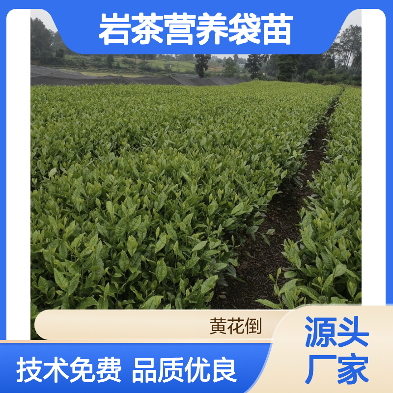 现挖岩茶营养袋苗 种植技术免费指导 成活率高