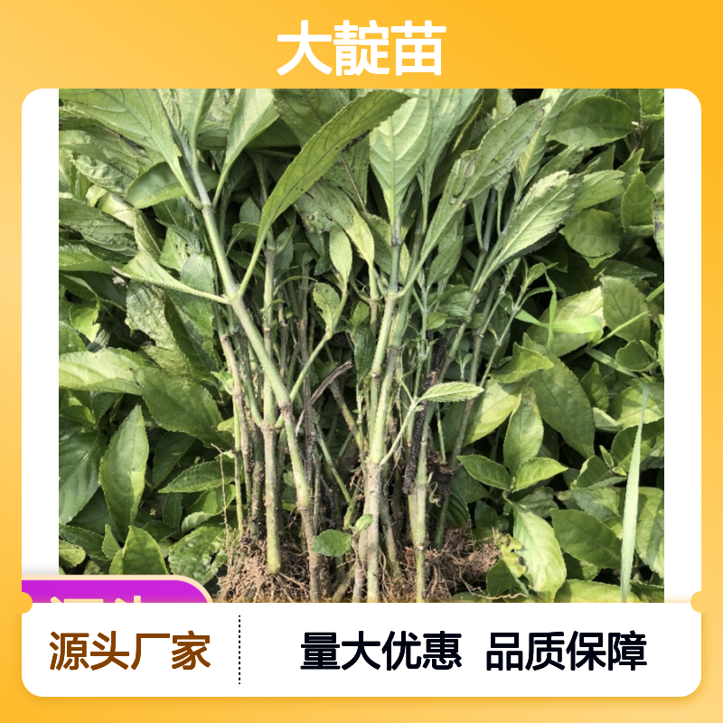 基地直供大靛苗 园林绿化优选 生长旺盛 管理简单