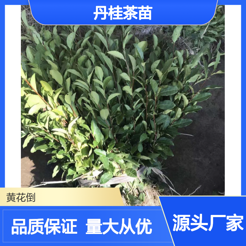 批发优选 丹桂茶苗 园林绿化佳品 源头直供 种植专家