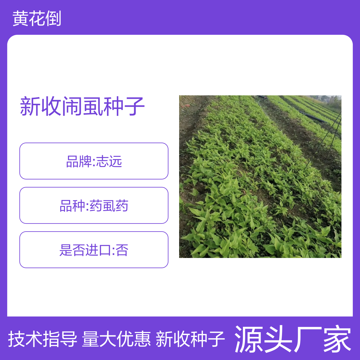 当年新收闹虱种子 产地一手货源免费技术指导