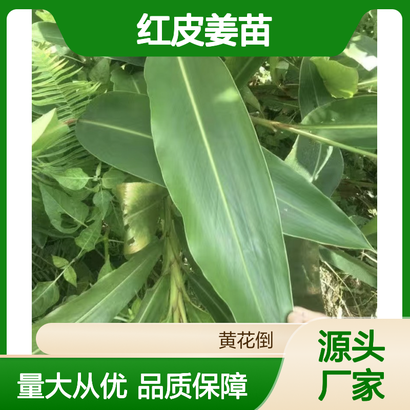 产地批发红皮姜苗 全国专线直达 耐寒耐湿 移栽方便