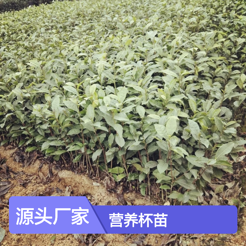基地直供瑞香305茶营养杯苗 购买数量达到要求全国专线车直达送货