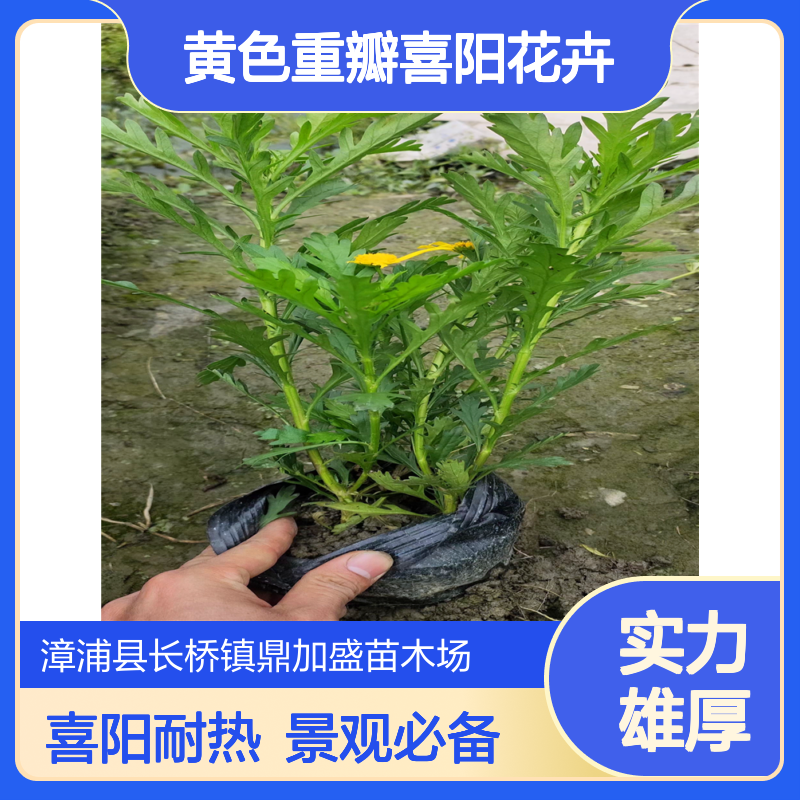 鼎加盛木春菊杯苗 黄色重瓣喜阳花卉 适花坛园林景观布置