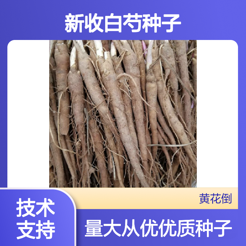 当年新收白芍种子 产地一手货源免费技术指导