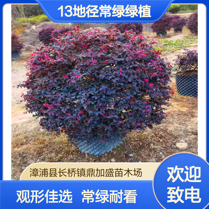 鼎加盛红花继木球 100蓬径龙枝型 13地径常绿绿植 墅庭院观形佳选