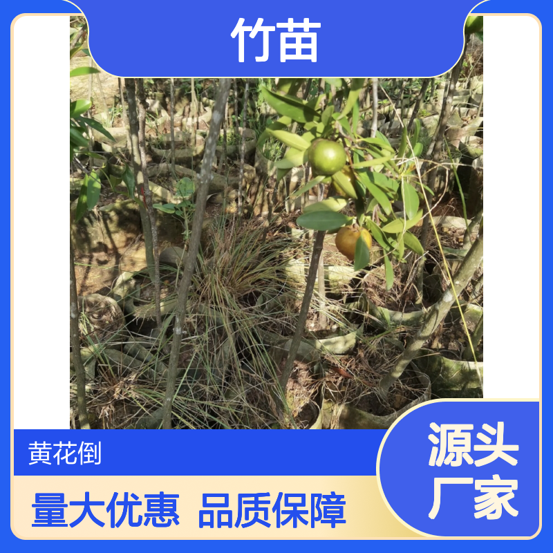 岭南山竹苗 弱光养护 遮荫必备 易于管理 适应性强