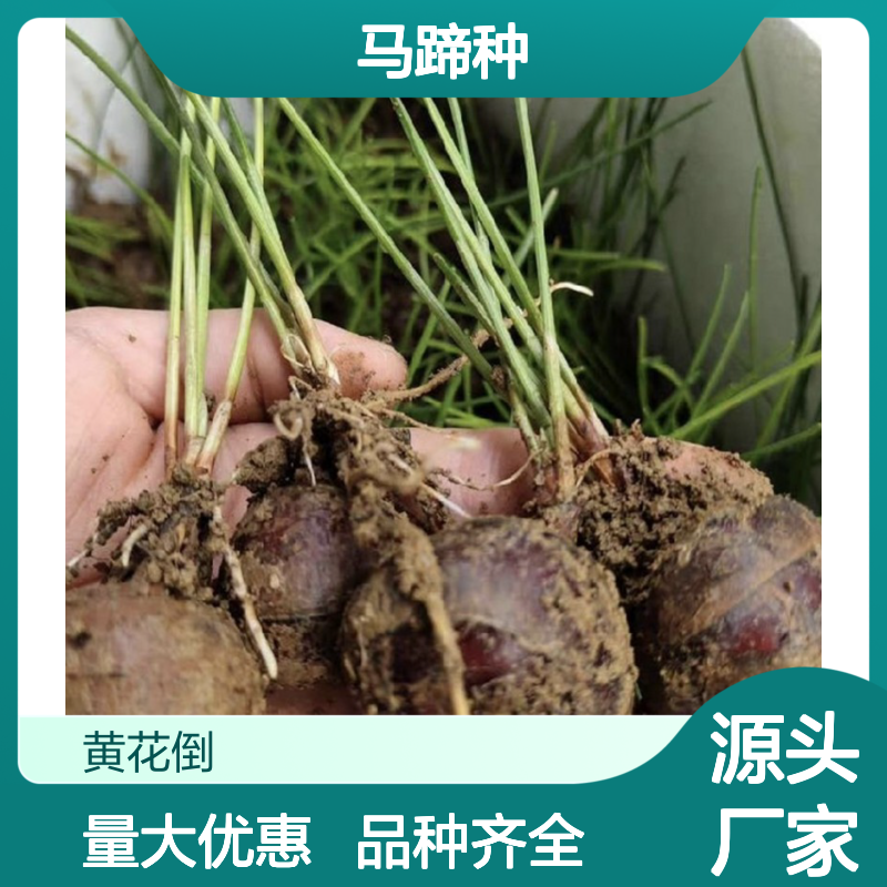 常年基地供应马蹄种 品种齐全质量保证根系发达种植好管理