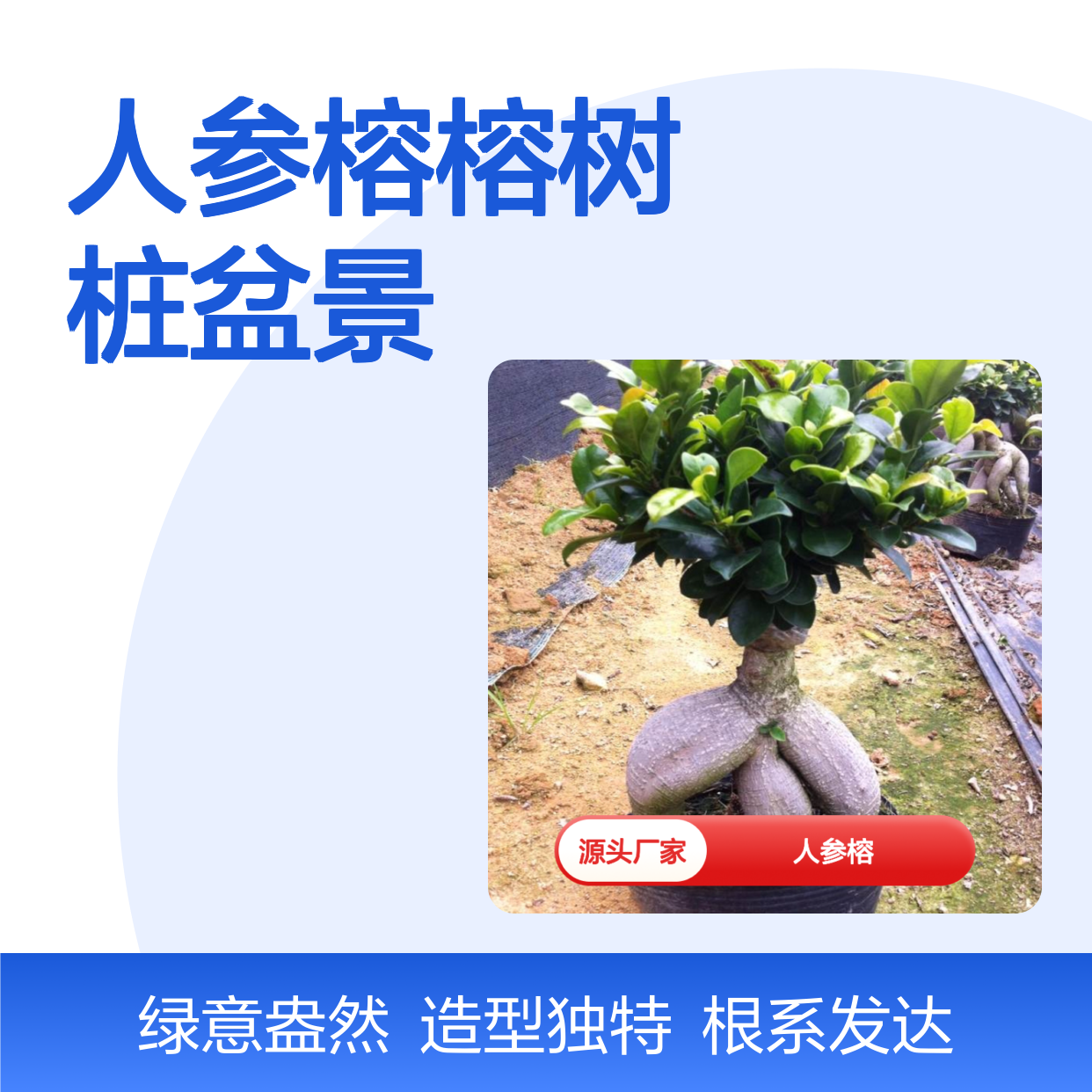 人参榕榕树桩盆景 独特根块造型 常绿乔木 易于修剪