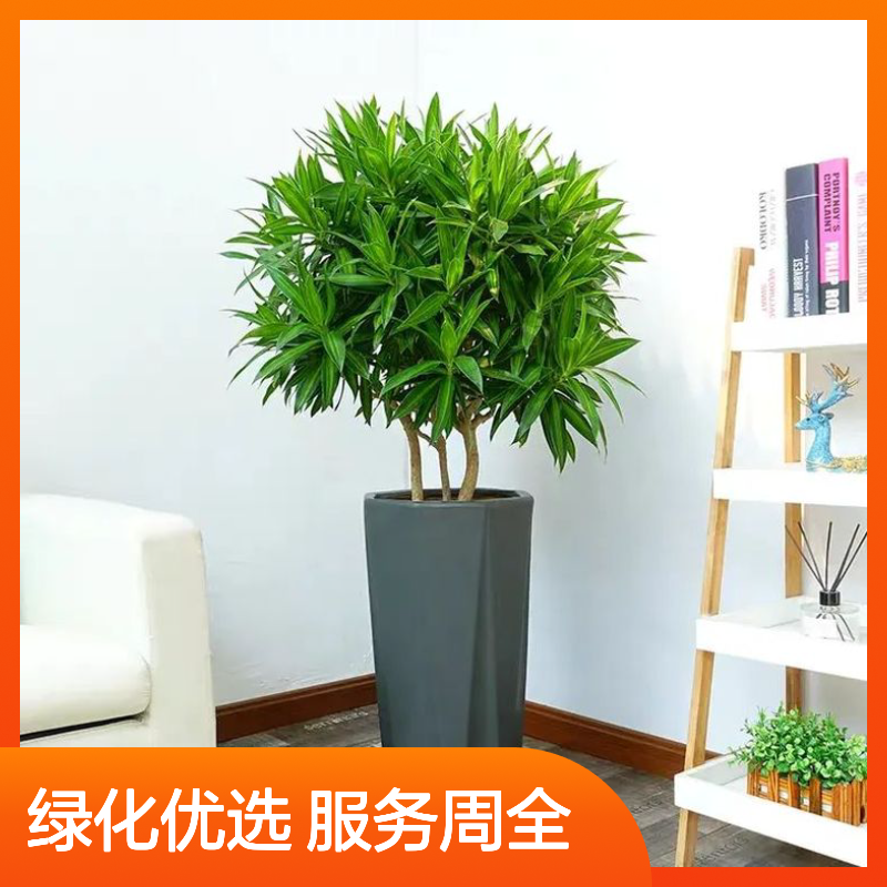 南韵竹风绿植盆栽 承接绿化工程项目 成活率高