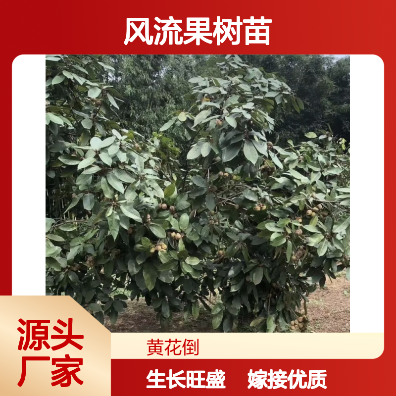 风流果树苗批发 乔木高达30米 管理简便 生长健壮