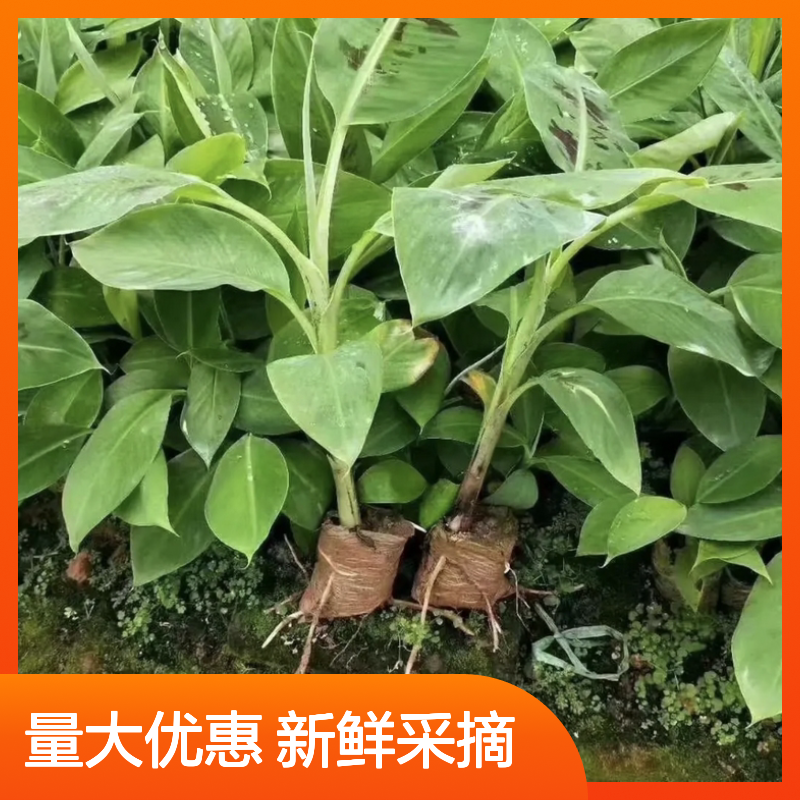 宝岛蕉产地直供 新鲜采摘 品质优良 营养丰富 口感香甜