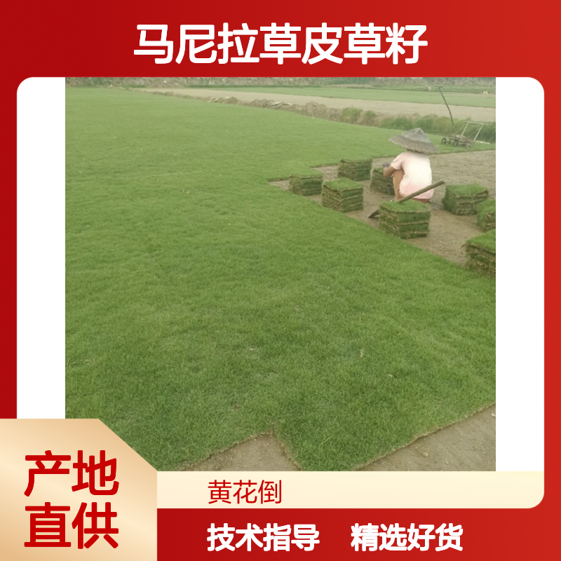 精选过筛马尼拉草皮草籽 产地直供免费技术指导