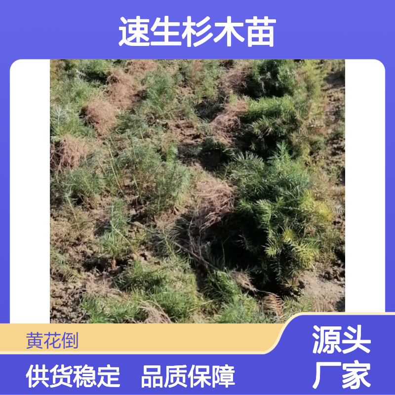 速生杉木苗 基地直供 乔木树种 经济价值高 抗风力强