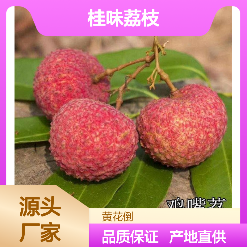 产地批发桂味荔枝直生苗 苗圃产地直供品质保证种植技术分享