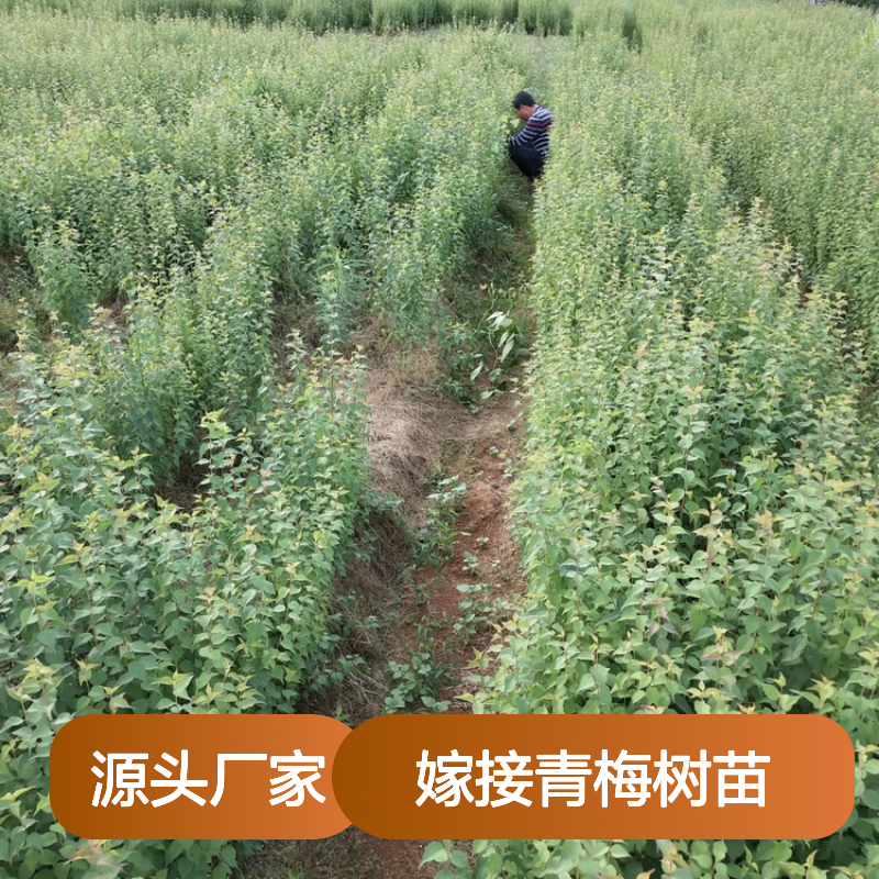 嫁接青梅树苗 基地直供 批发优选 适应性强 品质保证